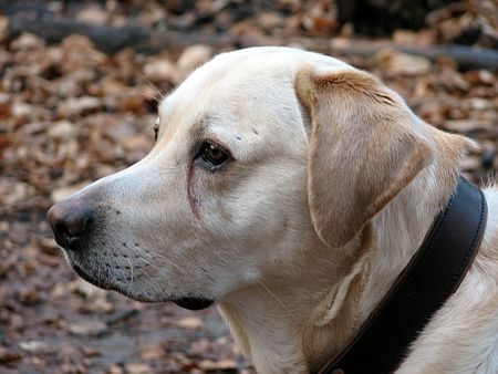 Labrador Retriever Franjo portrait