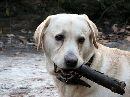 Labrador Retriever Franjo portrait