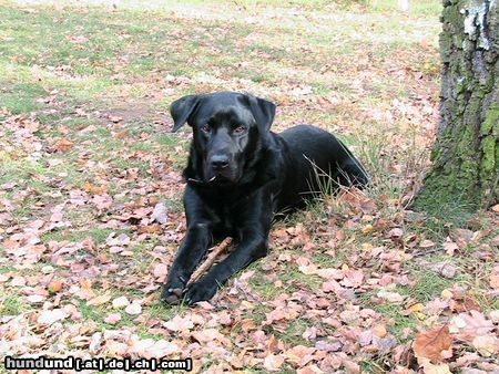 Labrador Retriever Herbstimpressionen