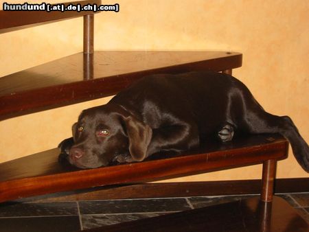 Labrador Retriever Treppen-Hund