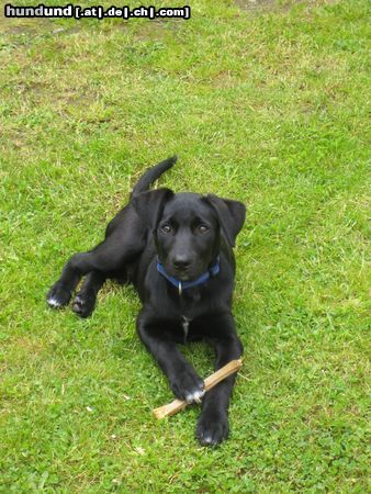 Labrador Retriever Labrador-Border Collie Mix Ronny beim Stöckchen kauen