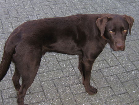 Labrador Retriever Oskar