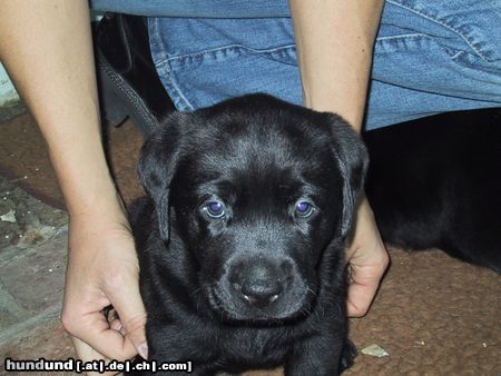 Labrador Retriever Hier bin ich schon 6 Wochen und sooo lieb (SAM)