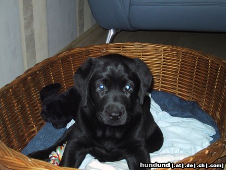 Labrador Retriever Hier bin ich schon 9 Wochen (SAM)