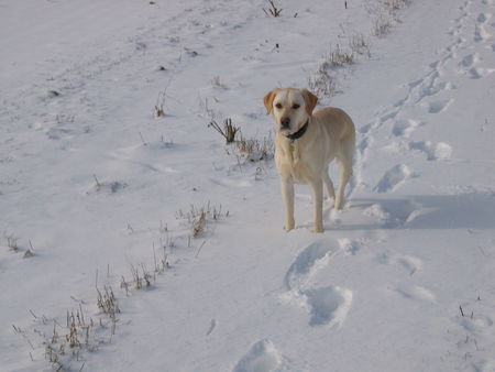 Labrador Retriever Jana :o)