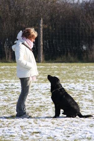 Labrador Retriever Jacky mein treuer begleiter