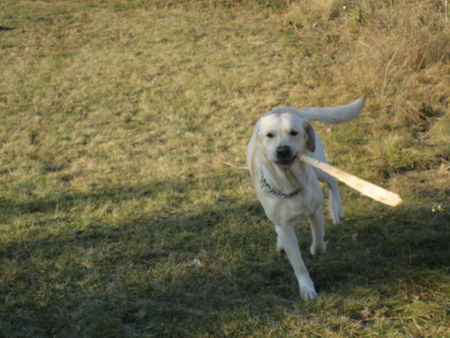 Labrador Retriever Amos... und sein 