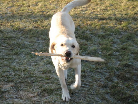 Labrador Retriever Amos bei seiner Lieblingbeschäftigung