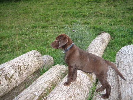 Labrador Retriever Ben von der Waldsiedlung - 11 Wochen