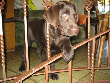 Labrador Retriever the most beautiful dog