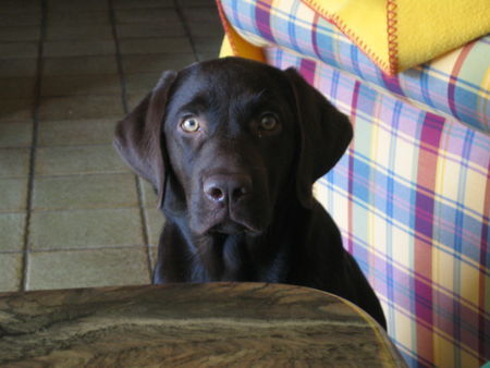 Labrador Retriever no one´s better