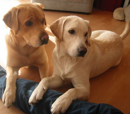 Labrador Retriever Wir sind soooo lieb !!!