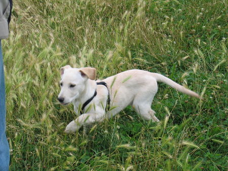 Labrador Retriever ausflug an der ruhr (2)