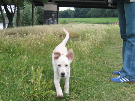 Labrador Retriever ausflug an der ruhr 