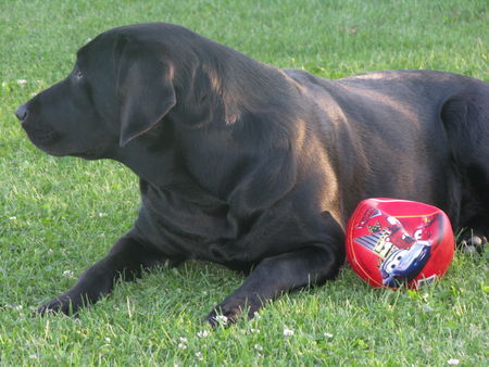 Labrador Retriever unser fussballprofi