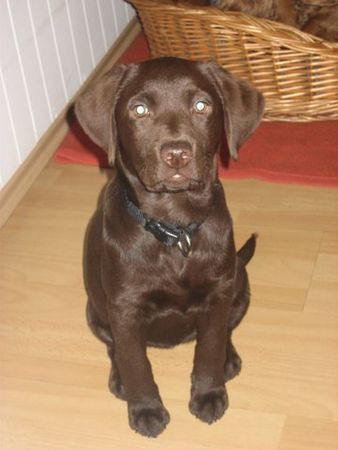 Labrador Retriever Uma - Frauchens Liebling