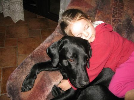 Labrador Retriever sonja und jaga 