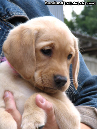 Labrador Retriever Labrador -Welpen vom Klöpperhof