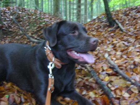 Labrador Retriever Indi im Wald (is ein bissl unscharf)