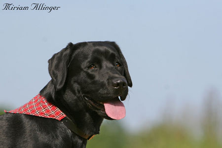 Labrador Retriever Luna - aus der Zucht \