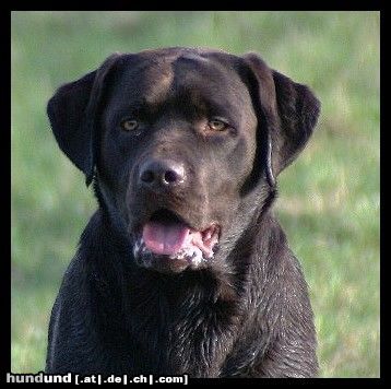 Labrador Retriever Schokoschnute Angie nach dem Schwimmen