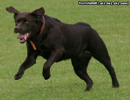 Labrador Retriever Angie im Sprung