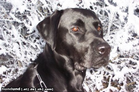 Labrador Retriever Schwarz u. Weiß