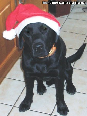 Labrador Retriever Ilex Nikolaus