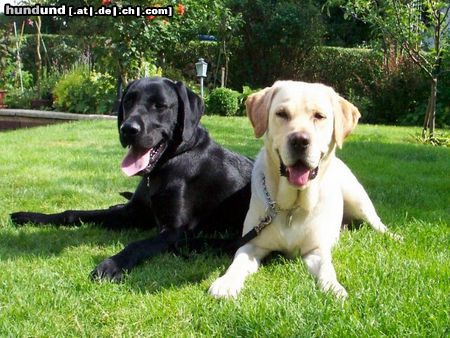 Labrador Retriever