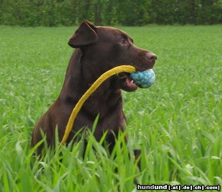 Labrador Retriever Ballspiele sind einfach super