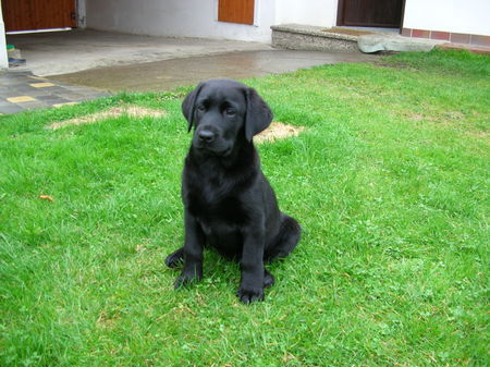 Labrador Retriever Ira 10 Wochen