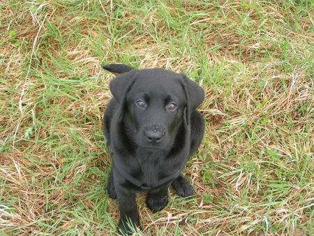 Labrador Retriever Ira 3 Monate