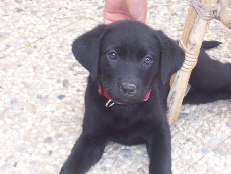 Labrador Retriever Joy 9 Wochen jung :-)