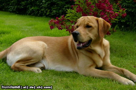 Labrador Retriever Aiko 18 Monate