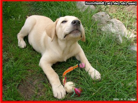 Labrador Retriever Mein Hundi