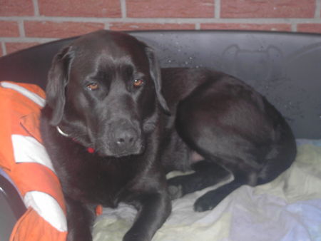 Labrador Retriever Ayla im Körbchen nachem Gassi gehen im Regen.