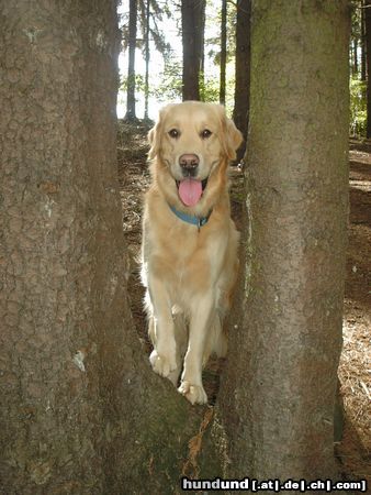 Labrador Retriever mein Schatz Diego