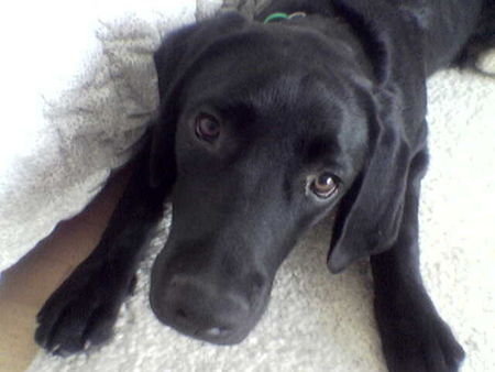 Labrador Retriever Unser bester Freund :) 