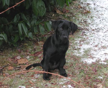 Labrador Retriever Kim, 17 Wochen alt