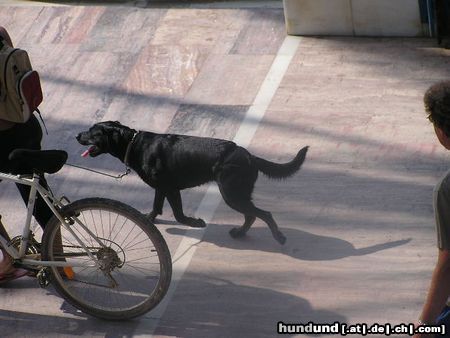 Labrador Retriever in Spanien (Marbella)