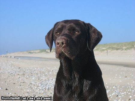 Labrador Retriever Unsere Labrador Hündin 