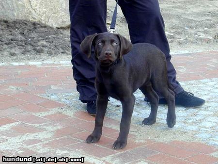 Labrador Retriever Mein Labrador/Weimaraner-Mischling LILA - 14 Wochen alt