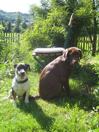 Labrador Retriever Laika