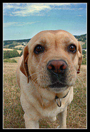 Labrador Retriever Lara am Weg zur Cam