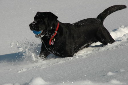 Labrador Retriever Link von der Matrix