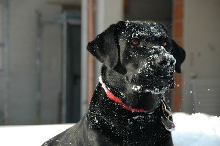 Labrador Retriever Link von der Matrix