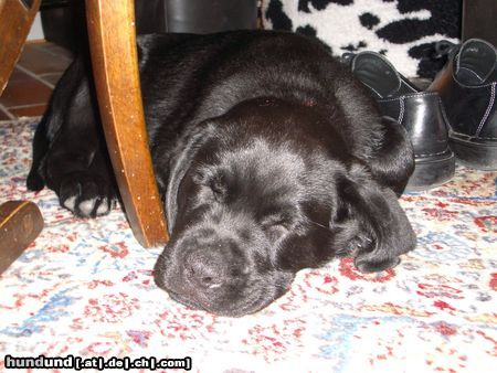 Labrador Retriever Müde Knautschnase