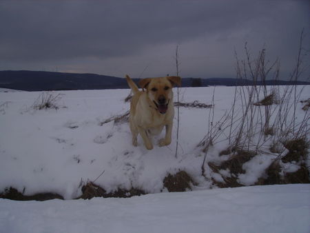 Labrador Retriever Edda