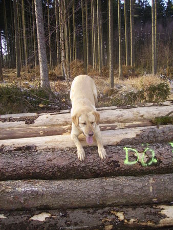 Labrador Retriever Edda Erkennt ihr mich