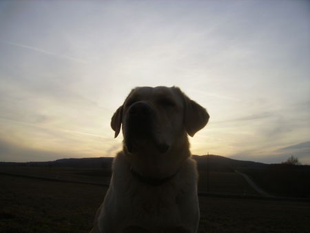 Labrador Retriever Bin ich nicht schön ???